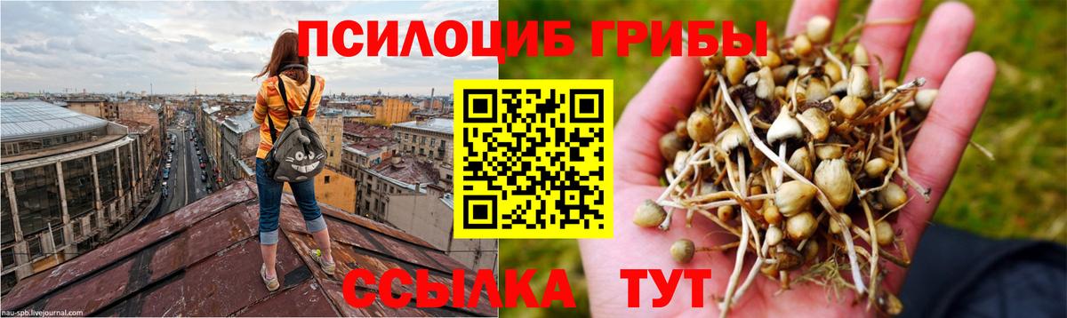 Черногорск  Галлюциногенные грибы Psilocybe  что такое наркотик  Вход с VPN 